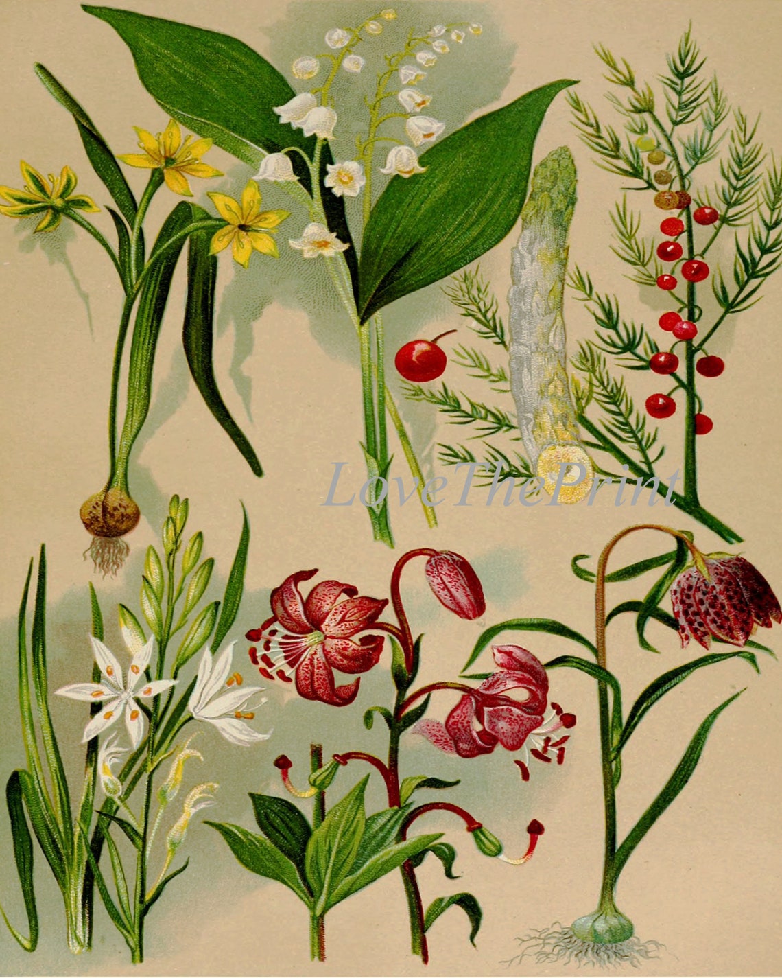 Wildflower Botanical Prints Wall Art Set of 9 Beautiful Etsy