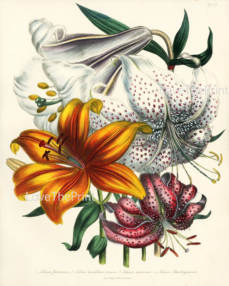 Botanical Wall Art Set of 6 Prints Beautiful Vintage Antique Red White ...