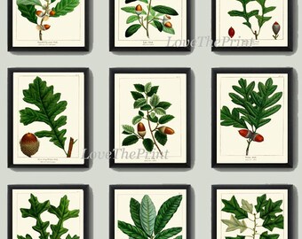 Botanisk väggkonst med ekollon, set med 9 tryck, vacker antik vintage, grönt träd, matsal, sovrum, öppen spis, hall, heminredning, att rama in, REDT