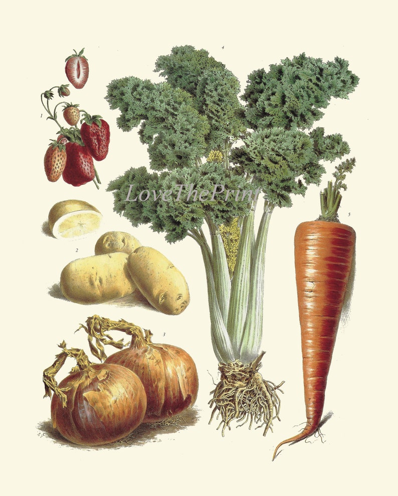 Vintage Vegetable Print Botanical Wall Art Set of 16 Beautiful Antique