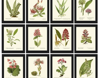 Estampados botánicos Flores de la naturaleza verde Flores silvestres Arte de pared Conjunto de 12 hermosos helechos antiguos vintage Ilustración Decoración del hogar para enmarcar AFS