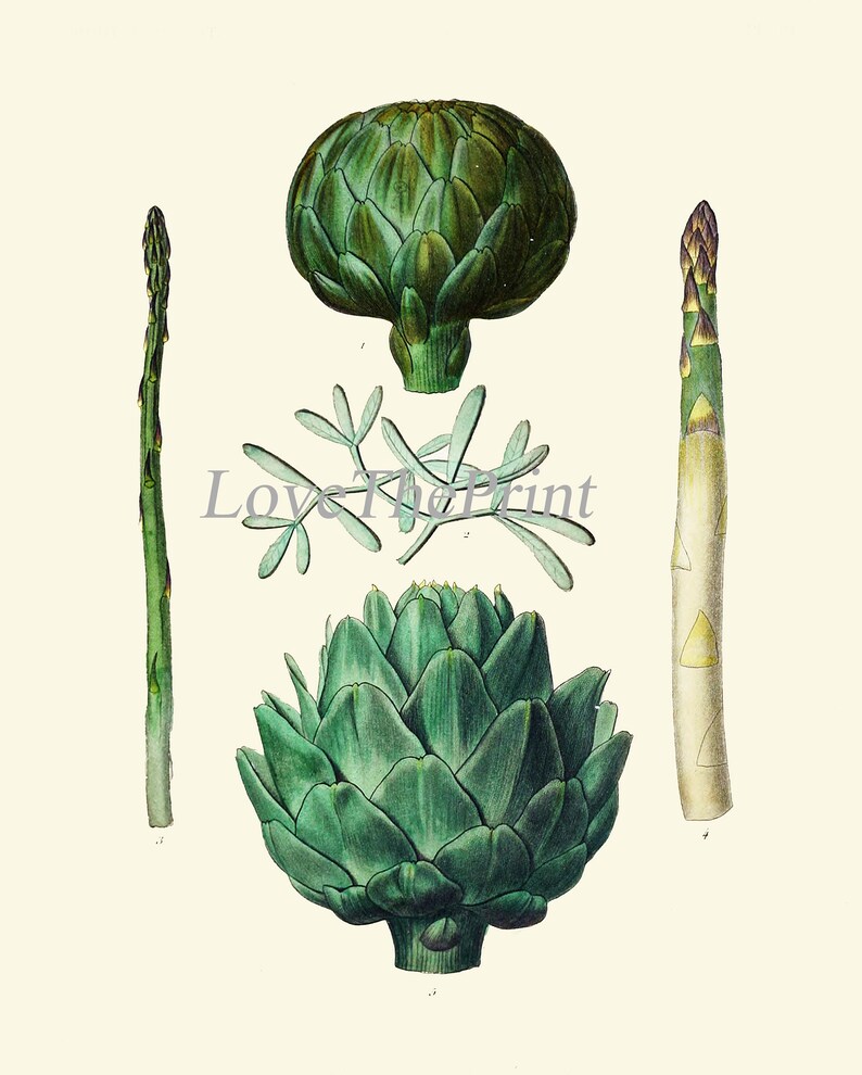 Salad Leaf Botanical Wall Art Set of 12 Prints Beautiful Antique ...