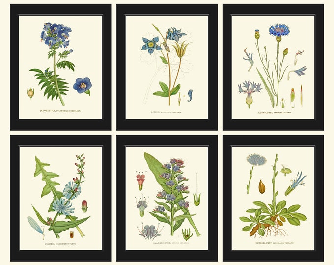 Botanical Flower Print Set of 9 Besler 8x10 Art Beautiful Blue White ...
