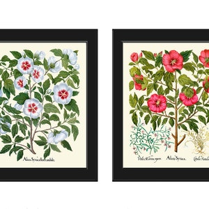 Rose Hollyhock Botanical Prints Conjunto de arte de parede com 2 lindos antigos vintage branco rosa país natureza flores decoração de quarto de casa para emoldurar BESL