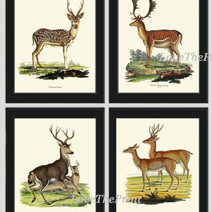 Vintage Deer Wall Art Set of 4 Prints Beautiful Antique Elk Moose Deer Rustic Cabin Decoration Forest Animals Home Room Decor to Frame DEER