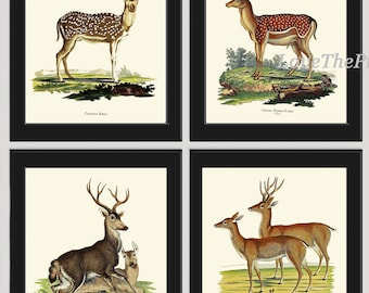Vintage Deer Wall Art Set of 4 Prints Beautiful Antique Elk Moose Deer Rustic Cabin Decoration Forest Animals Home Room Decor to Frame DEER