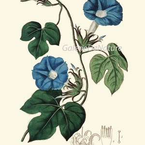 Botanical Prints Wall Art Set of 9 Beautiful Antique Vintage Phlox Rose ...