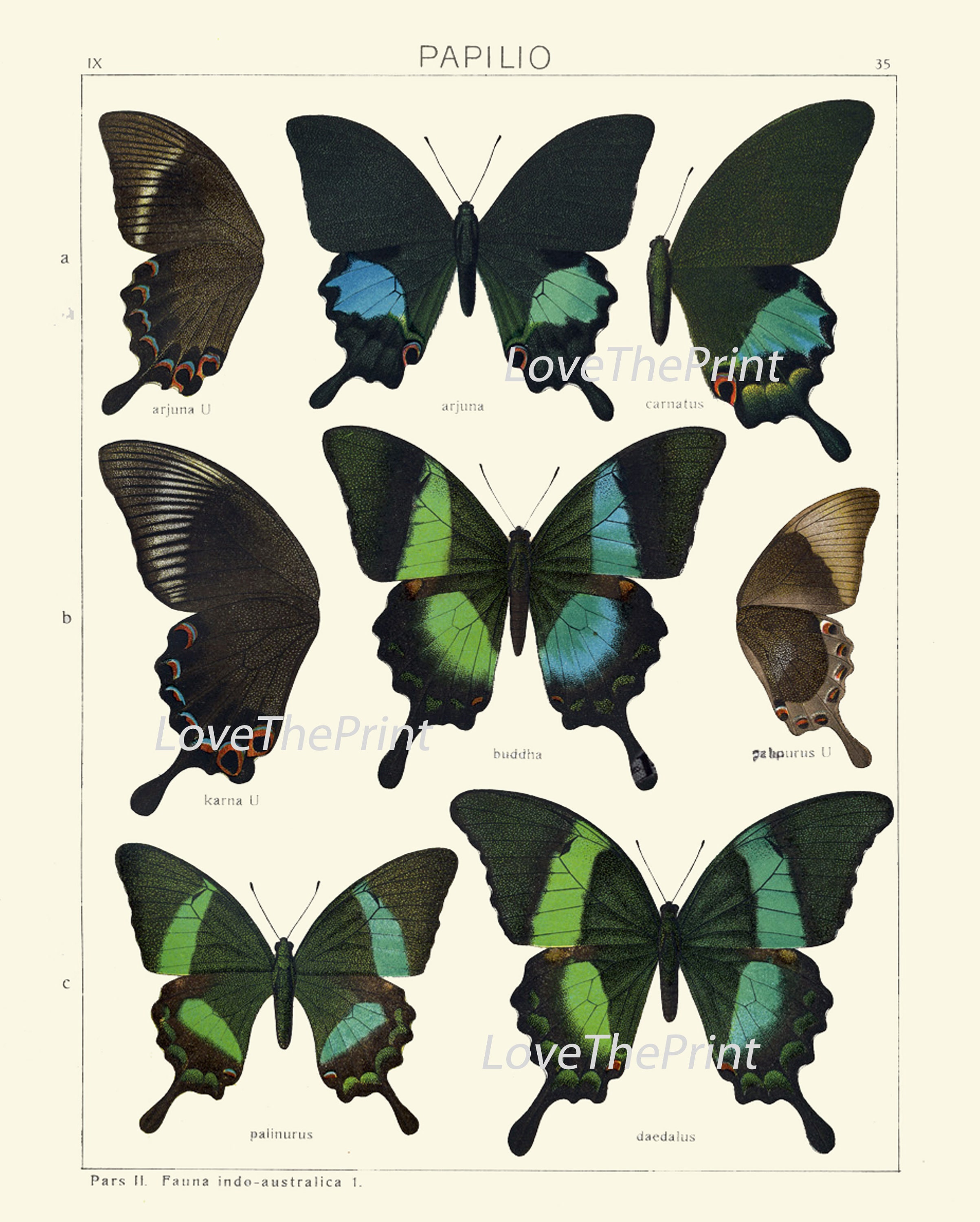 Vintage Butterflies Wall Art Set of 12 Prints Beautiful Antique ...