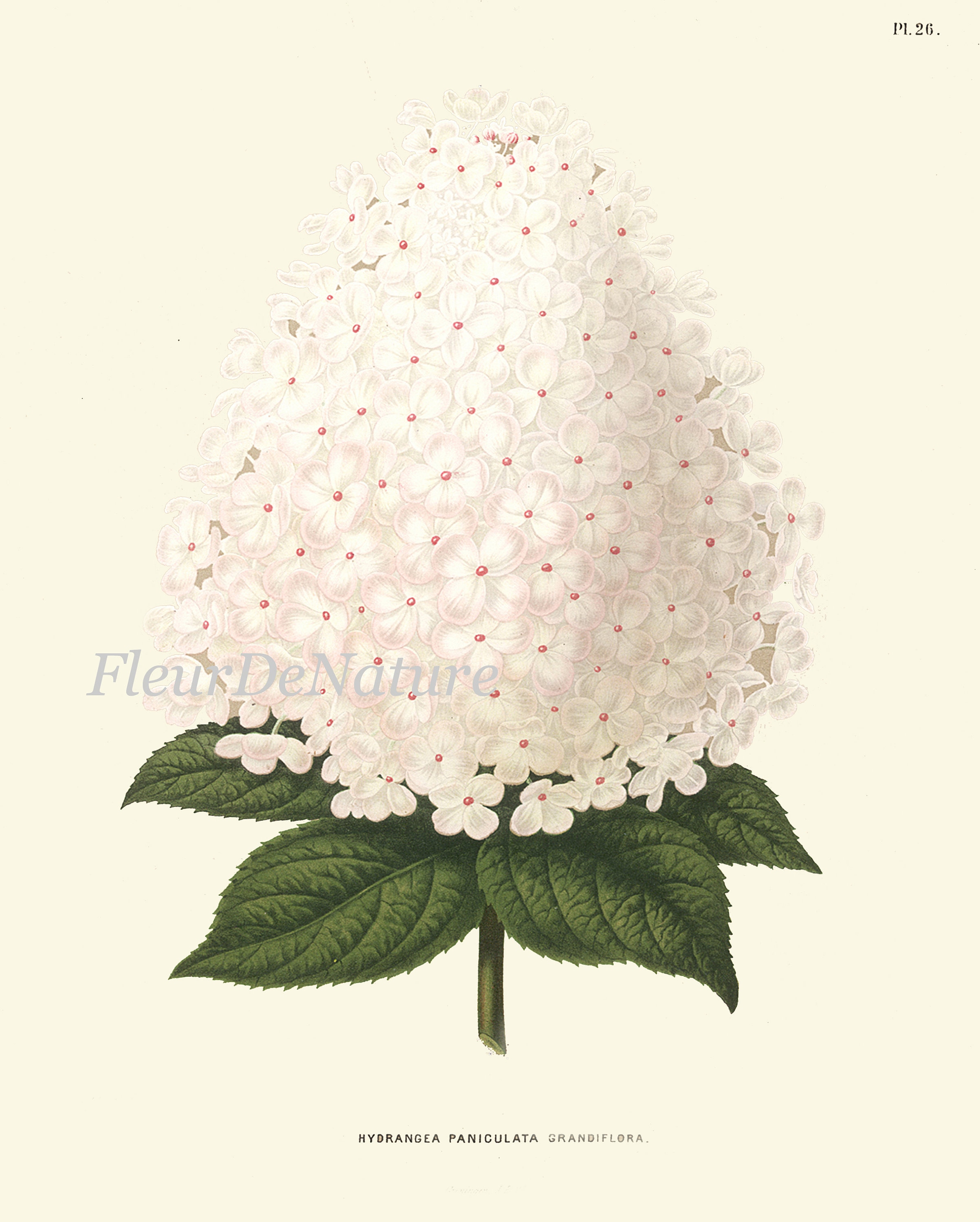 White Flowers Botanical Wall Art Set of 6 Prints Beautiful Vintage ...