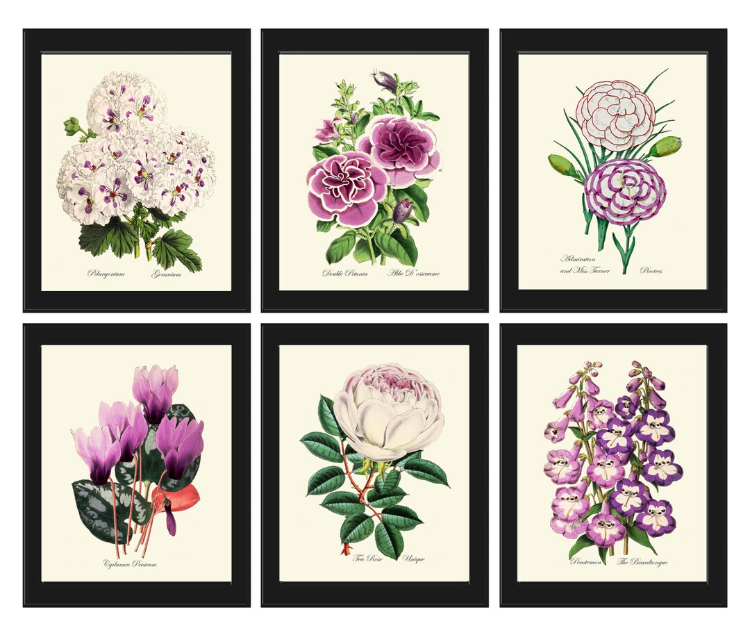 Botanical Prints Wall Art Set of 6 Beautiful Antique White Violet ...