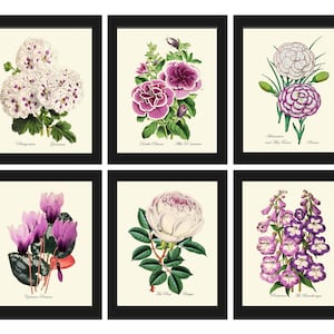 Botanical Prints Wall Art Set of 6 Beautiful Antique White Violet Purple Petunia Rose Geranium Cyclamen Plant Flower Home Decor to Frame TFM