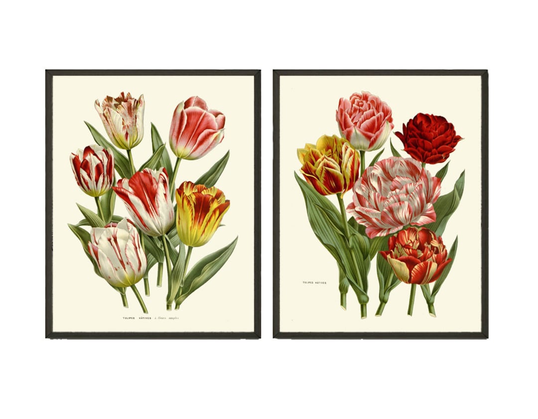 Tulip Flower Prints Wall Art Set of 2 Vintage Antique Botanical Pretty