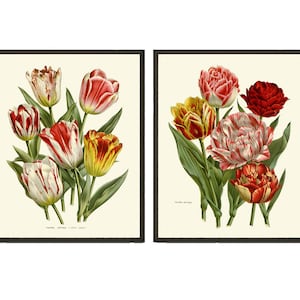 Tulip Flower Prints Wall Art Set of 2 Vintage Antique Botanical Pretty Colorful Living Room Dining Kitchen Office Nursery Home Decor HOU
