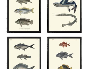 Vintage Fish Wall Art Set of 4 Prints Beautiful Antique Sea Ocean Beach Decoration Coastal Tropical Cottage Bathroom Home Decor to Frame HFP