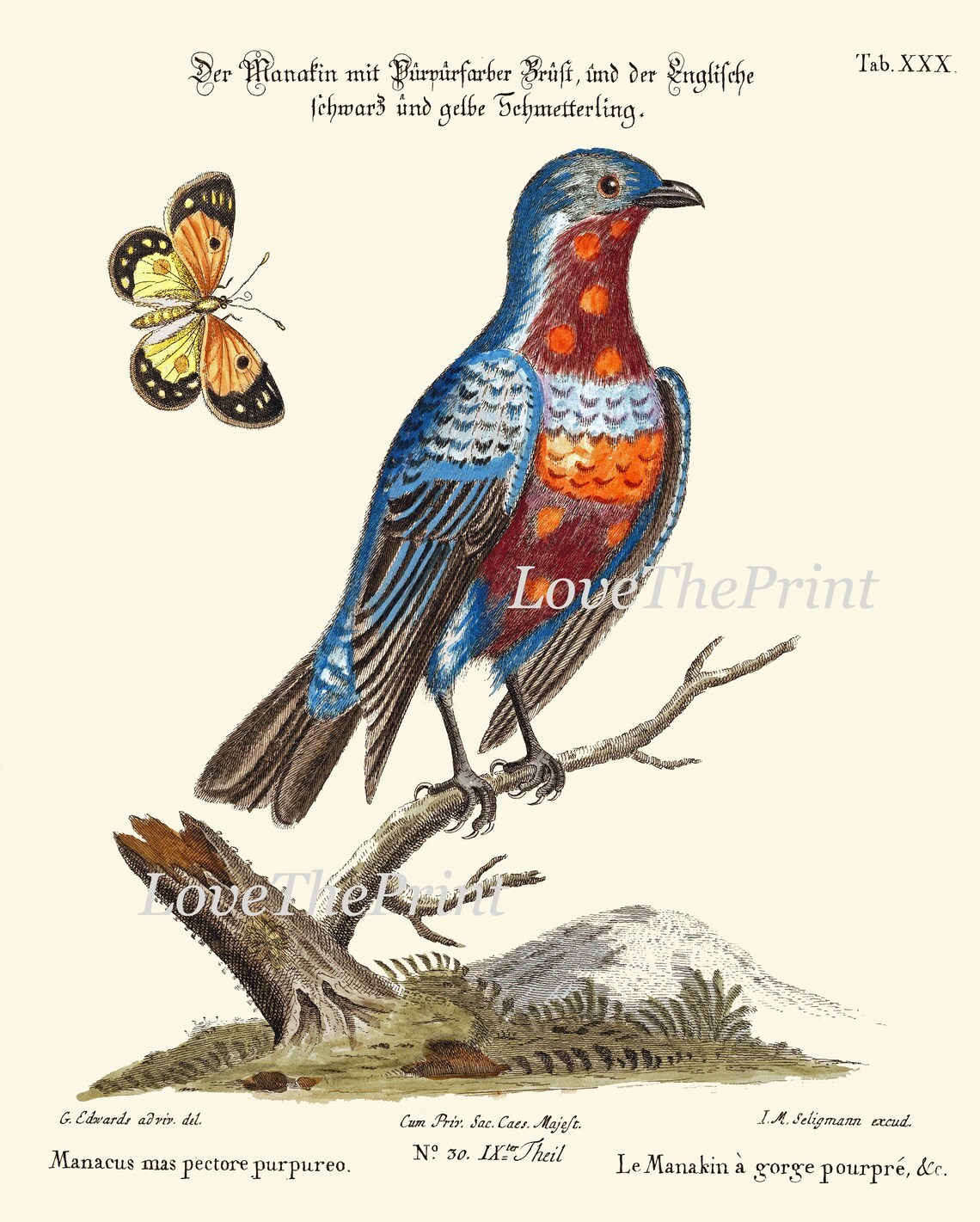 Vintage Bird Wall Art Print Set of 12 Beautiful Antique Large Bird ...