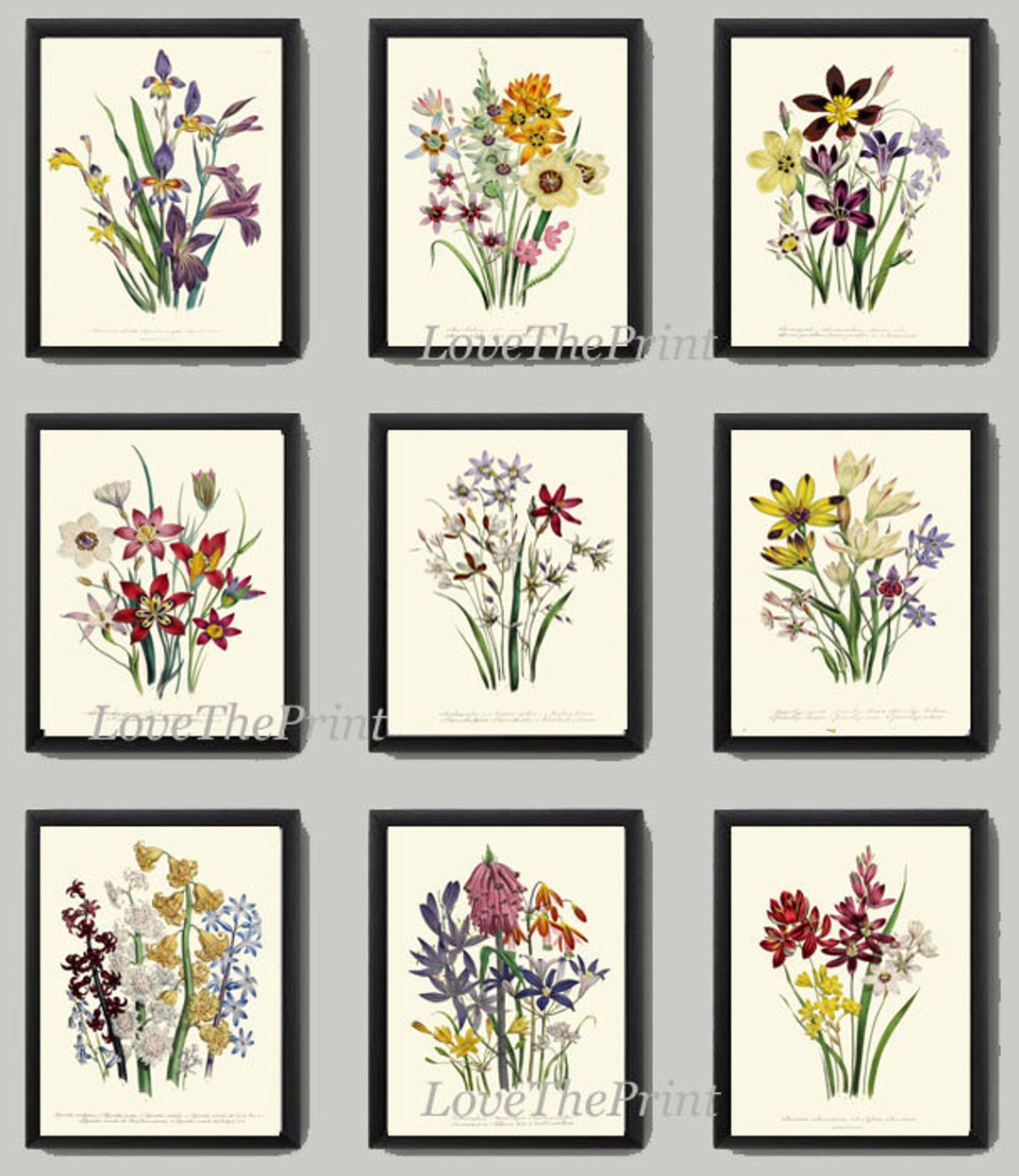 Wildflowers Botanical Wall Art Set of 9 Prints Beautiful Vintage ...