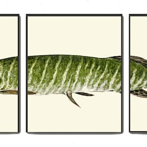 Vintage Fish Wall Art Set of 3 Prints Beautiful Antique Lake River Nature Picture Decoration Poster Illustration Home Decor to Frame TR