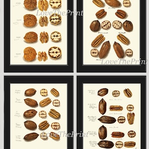 Pecan Walnoot Nut Wall Decor Art Prints Set van 4 Mooie Antieke Vintage Chart Tree Fruit Keuken Eetkamer Home Decor om NUTS in te lijsten