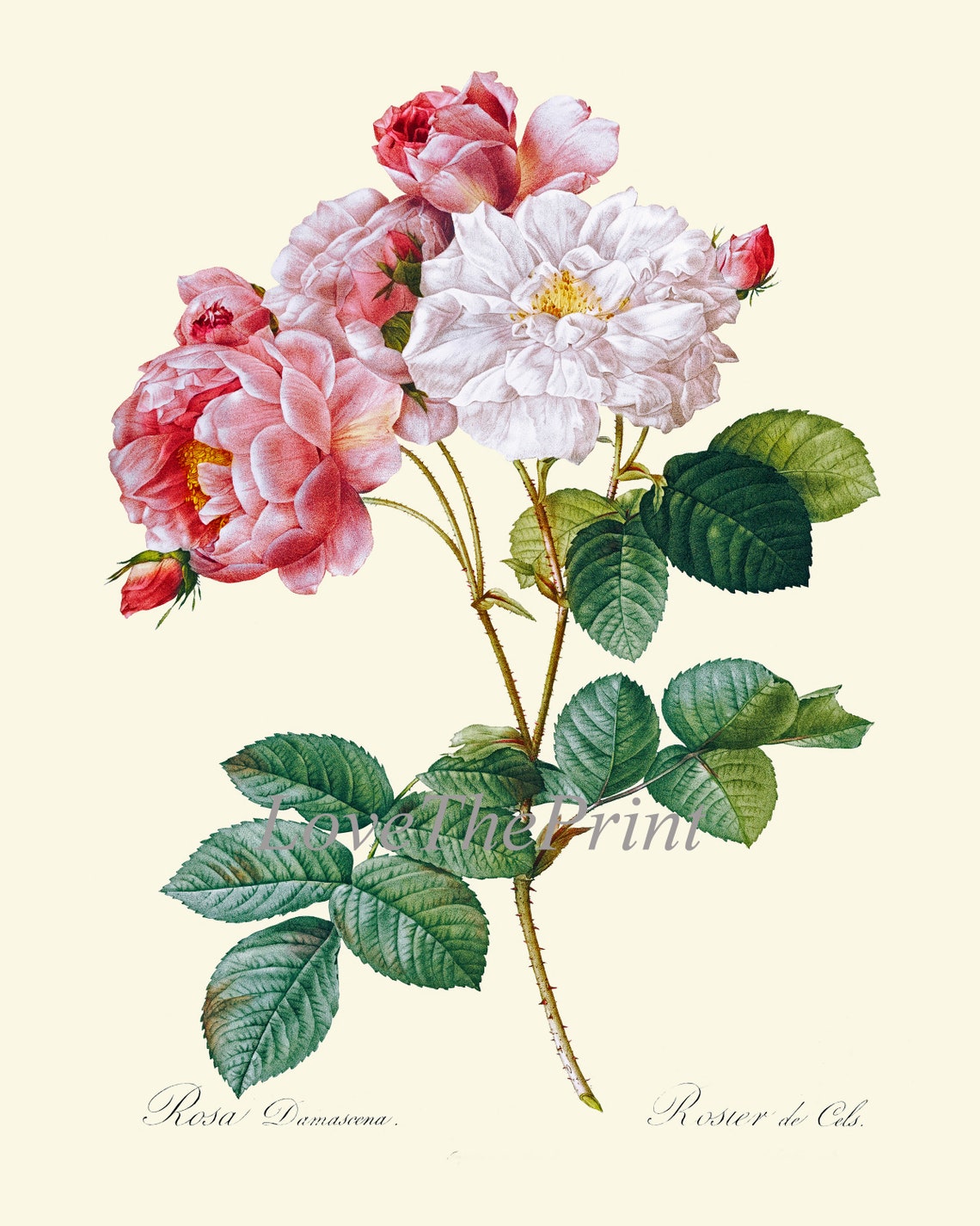 Botanical Print Set French Roses Wall Art Decor Set of 4 Prints ...