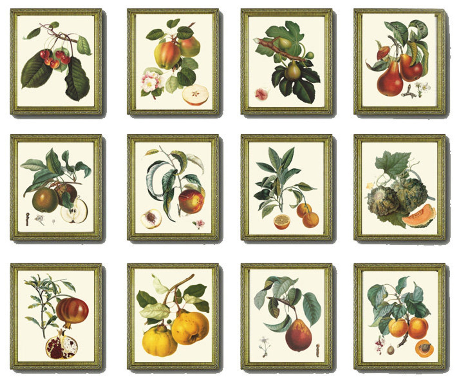 Vintage Colorful Fruit Wall Art Botanical Set of 12 Beautiful Antique