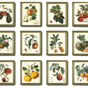 Vintage Colorful Fruit Wall Art Botanical Set of 12 Beautiful  Antique Tree Garden Kitchen Dining Room Large Gallery Home Decor to Frame LF