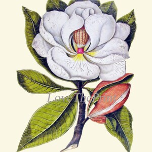 White Magnolia Botanical Prints Wall Decor Art Set of 6 Beautiful ...