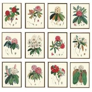 Rhododendron Botanical Prints Wall Art Set of 12 Large Size Gallery Beautiful Vintage Antique Garden Flowers Home Decor Interior Design HJDR