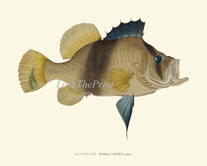 Vintage Fish Wall Art Set of 9 Prints Beautiful Antique Fishes Etsy