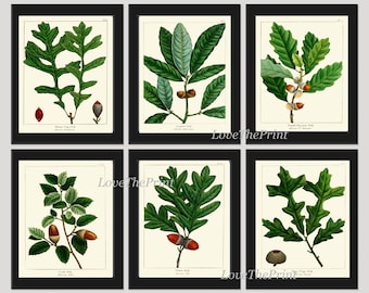 Botanisk väggkonst med ekollon, set med 6 tryck, vacker antik vintage, grönt träd, matsal, sovrum, öppen spis, hall, heminredning, att rama in, REDT
