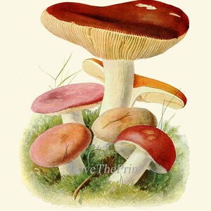 May include: A vintage illustration of a group of mushrooms with red and pink caps and white stems. The mushrooms are growing in a bed of green moss and grass. The text "Leder-T&auml;ubling, Russula alutacea. Essbar." is printed below the image.