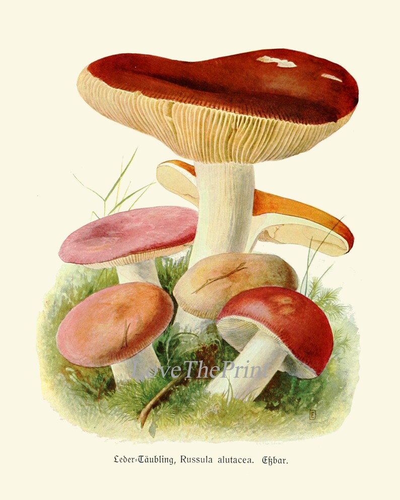 May include: A vintage illustration of a group of mushrooms with red and pink caps and white stems. The mushrooms are growing in a bed of green moss and grass. The text "Leder-T&auml;ubling, Russula alutacea. Essbar." is printed below the image.