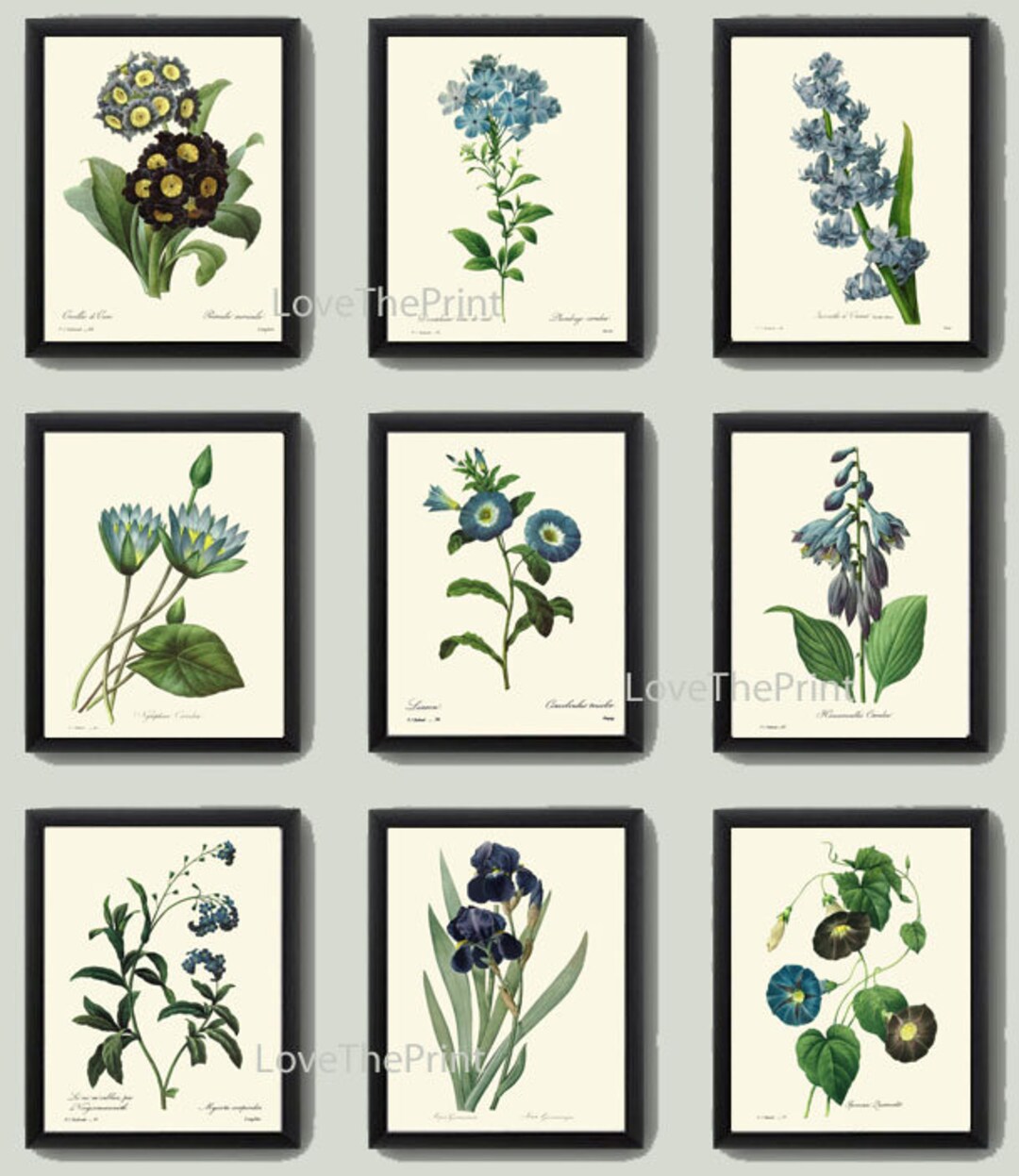 Blue Flowers Botanical Wall Art Set of 9 Prints Beautiful Vintage ...
