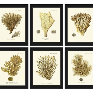 Vintage Coral Prints Wall Art Set of 6 Beautiful Antique Ivory Beige Brown Sea Ocean Marine Coastal Beach Nature Home Decor to Frame ESPE
