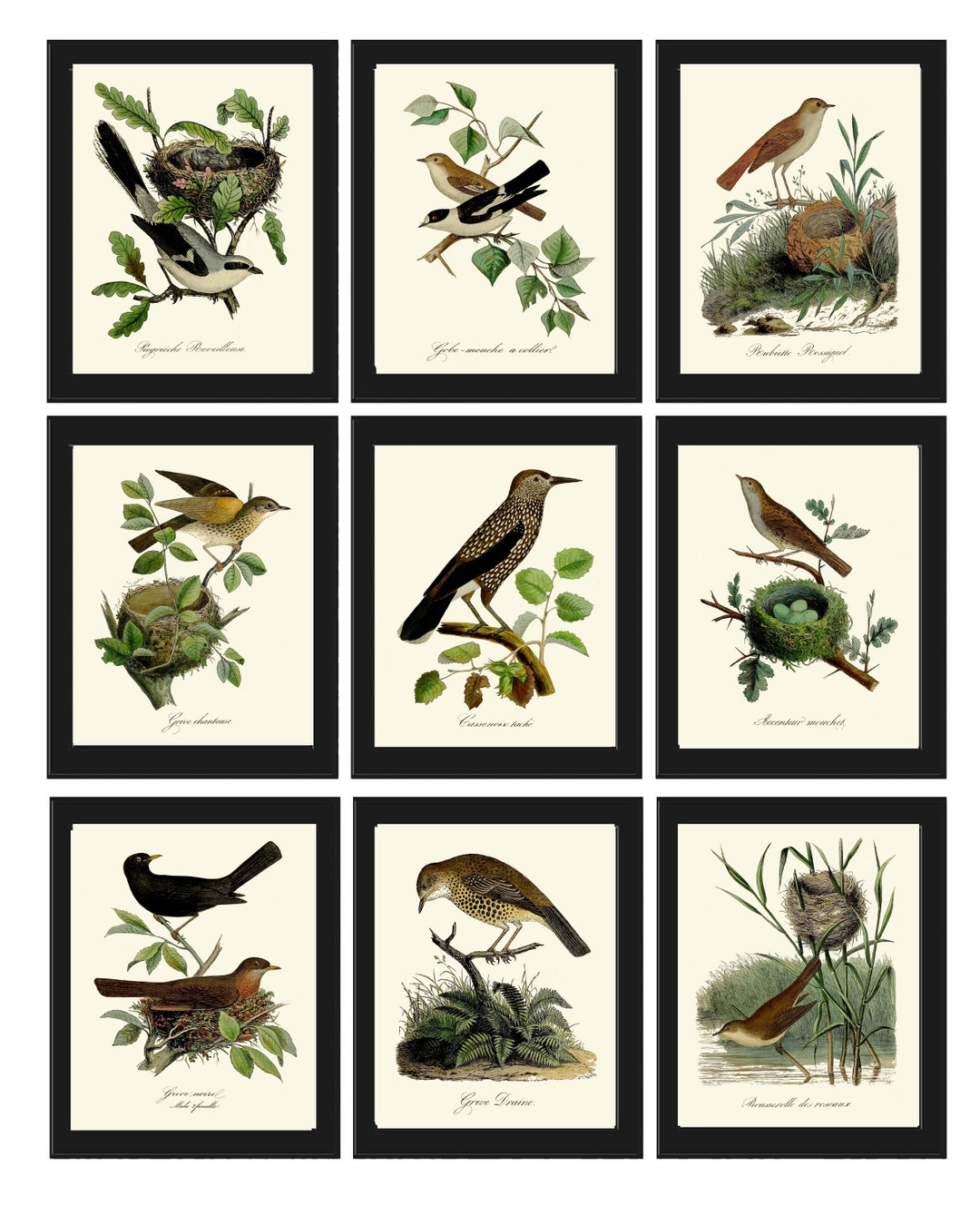 Vintage Bird Wall Art Gallery Set of 9 Prints Beautiful Antique Nest
