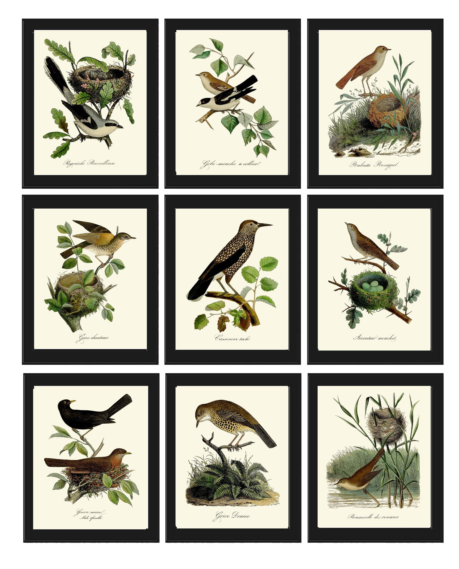 Vintage Bird Wall Art Gallery Set of 9 Prints Beautiful Antique Nest Trees Forest Outdoor Nature