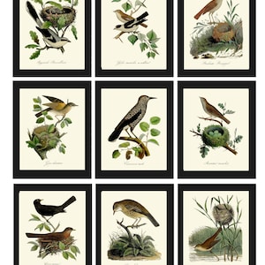 Vintage Bird Wall Art Gallery Set of 9 Prints Beautiful Antique Nest Trees Forest Outdoor Nature Farmhouse Cottage Home Decor to Frame DCF