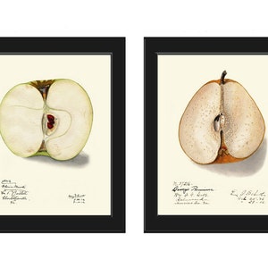 Fruit Botanical Print Wall Art Set de 2 Apple Pear Vintage Antique Comedor Cocina Decoración Jardín Decoración Decoración para el hogar para enmarcar POMO