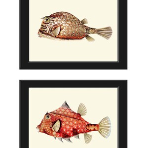 Tropical Fish Prints Wall Art Set of 2 Beautiful Antique Vintage Puffer Box Fish Sea Ocean Beach House Nature Home Room Decor to Frame FH