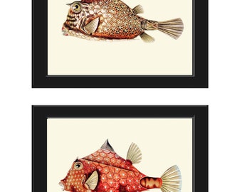 Tropical Fish Prints Wall Art Set of 2 Beautiful Antique Vintage Puffer Box Fish Sea Ocean Beach House Nature Home Room Decor to Frame FH