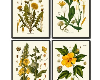 May include: Set of four botanical illustrations featuring yellow flowers. The illustrations are framed in black and have a white background. The illustrations include dandelion, mullein, hibiscus, and a type of daisy.