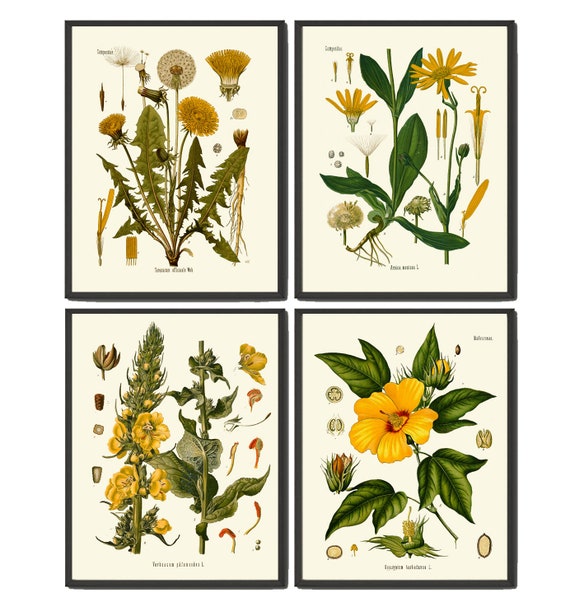 Yellow Flower Botanical Wall Art Set of 4 Prints Beautiful - Etsy