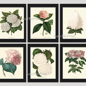 Hydrangea Hortensia Botanical Wall Art Set de 6 tirages Beautiful vintage Antique Pink White Flower Garden Plants Home Decor to Frame HYDR