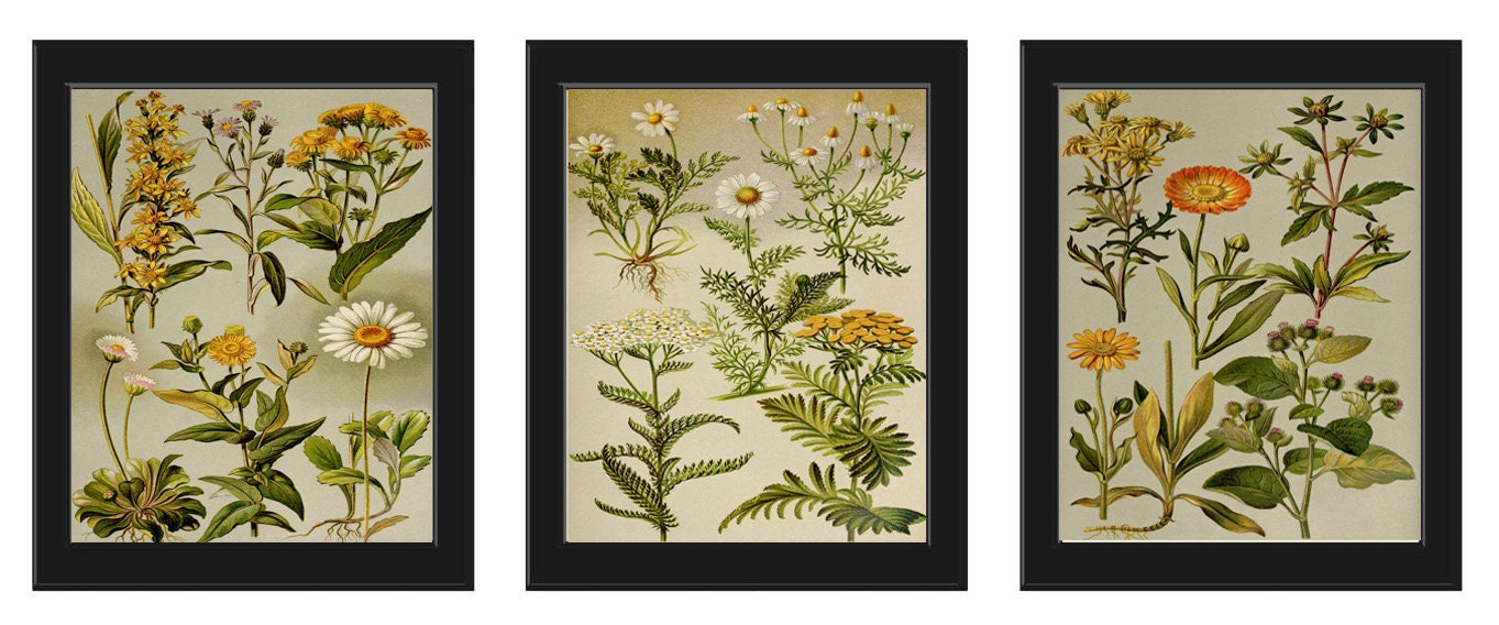 Wildflower Daisy Botanical Wall Art Set of 3 Prints Beautiful Antique ...