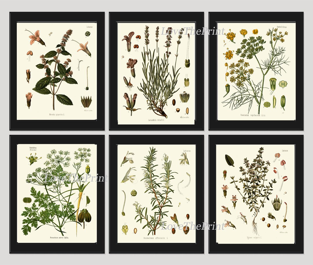 Herbs Spices Prints Wall Art Set 6 Beautiful Botanical Kitchen Dining ...