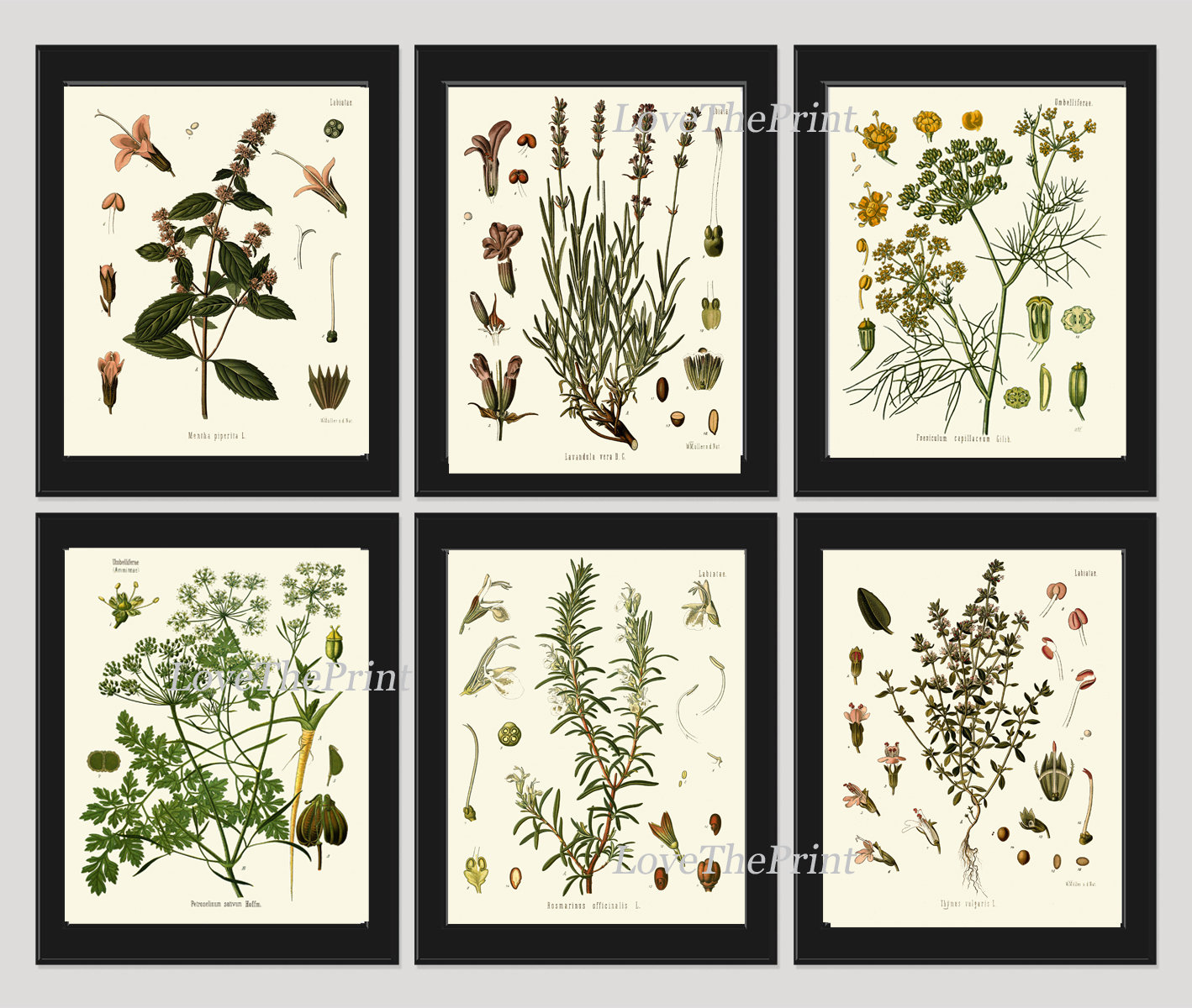 Herbs Spices Prints Wall Art Set 6 Beautiful Botanical Kitchen Dining ...