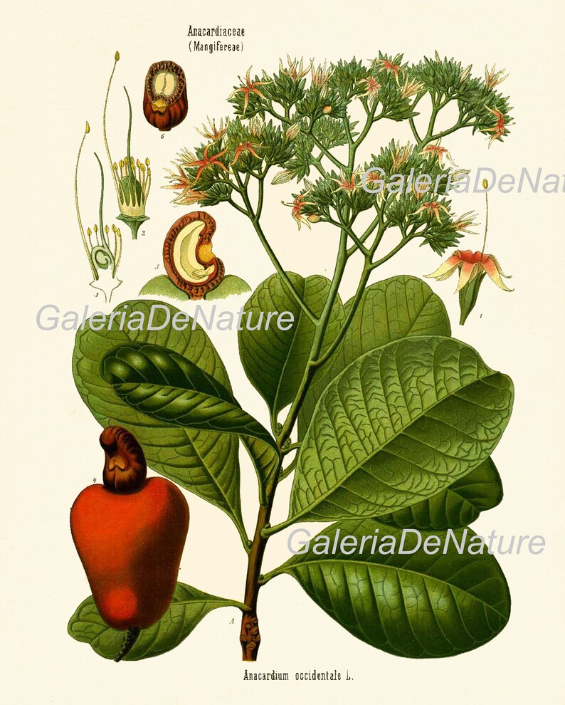 Herbs and Spices Print Set Botanical Wall Art of 9 Prints Beautiful ...