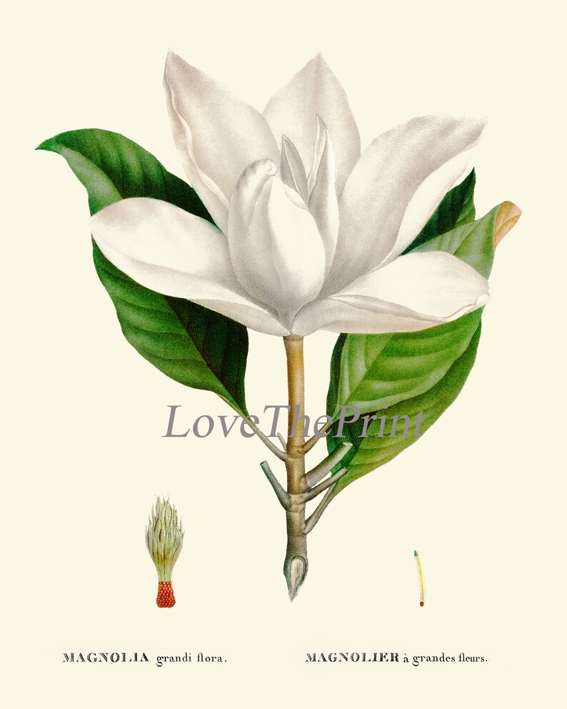 Magnolia Tree Flowers Wall Art Decor Set of 4 Prints Beautiful Antique ...