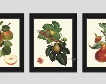 Obst Botanisches Wandkunst Set 3 Drucke Schöne Vintage Antike Apfel Feige Birne Esszimmer Küche Bauernhaus Garten Dekor zum Rahmen LF