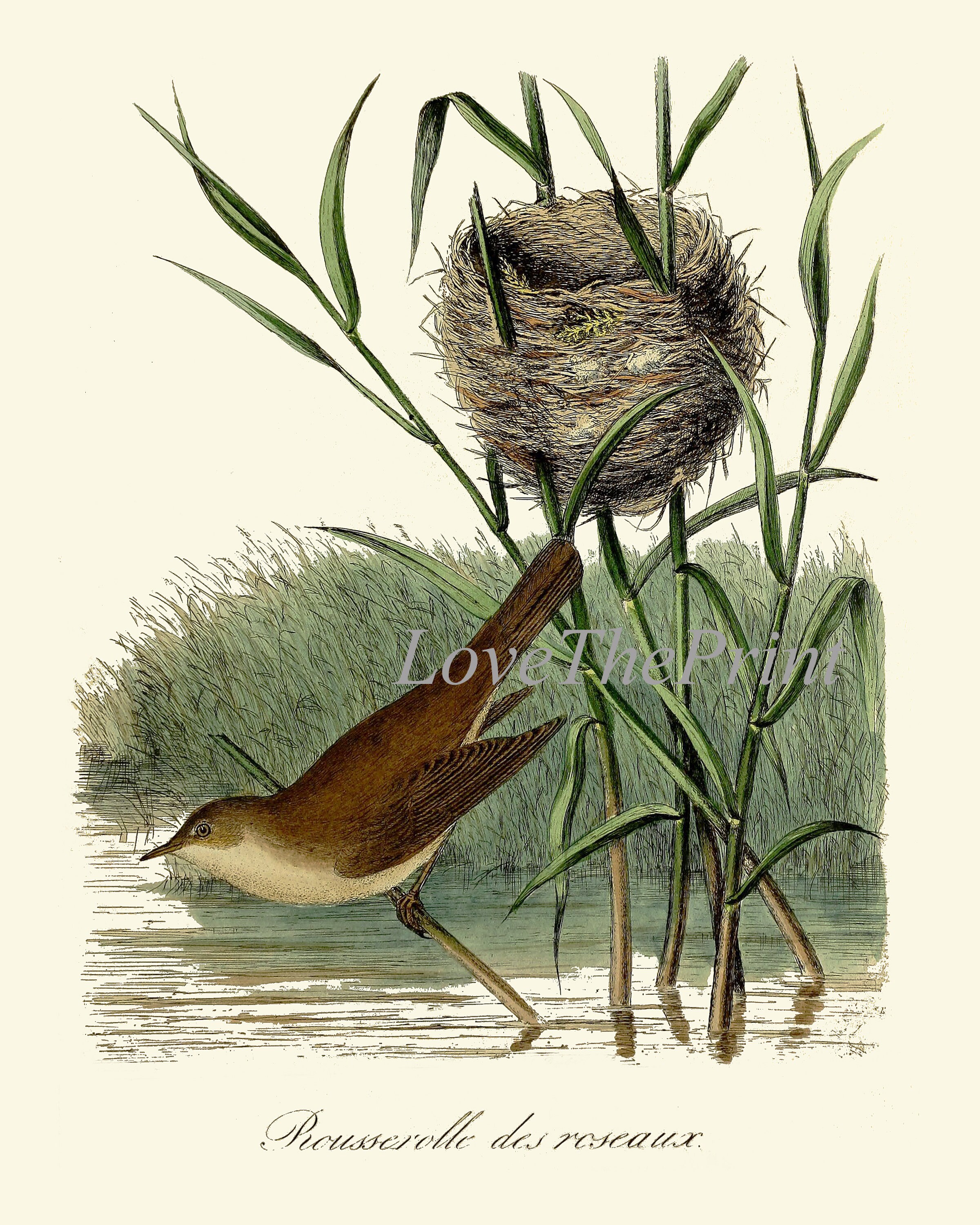 Vintage Bird Nest Wall Art Prints Set of 2 Beautiful Antique Farmhouse ...