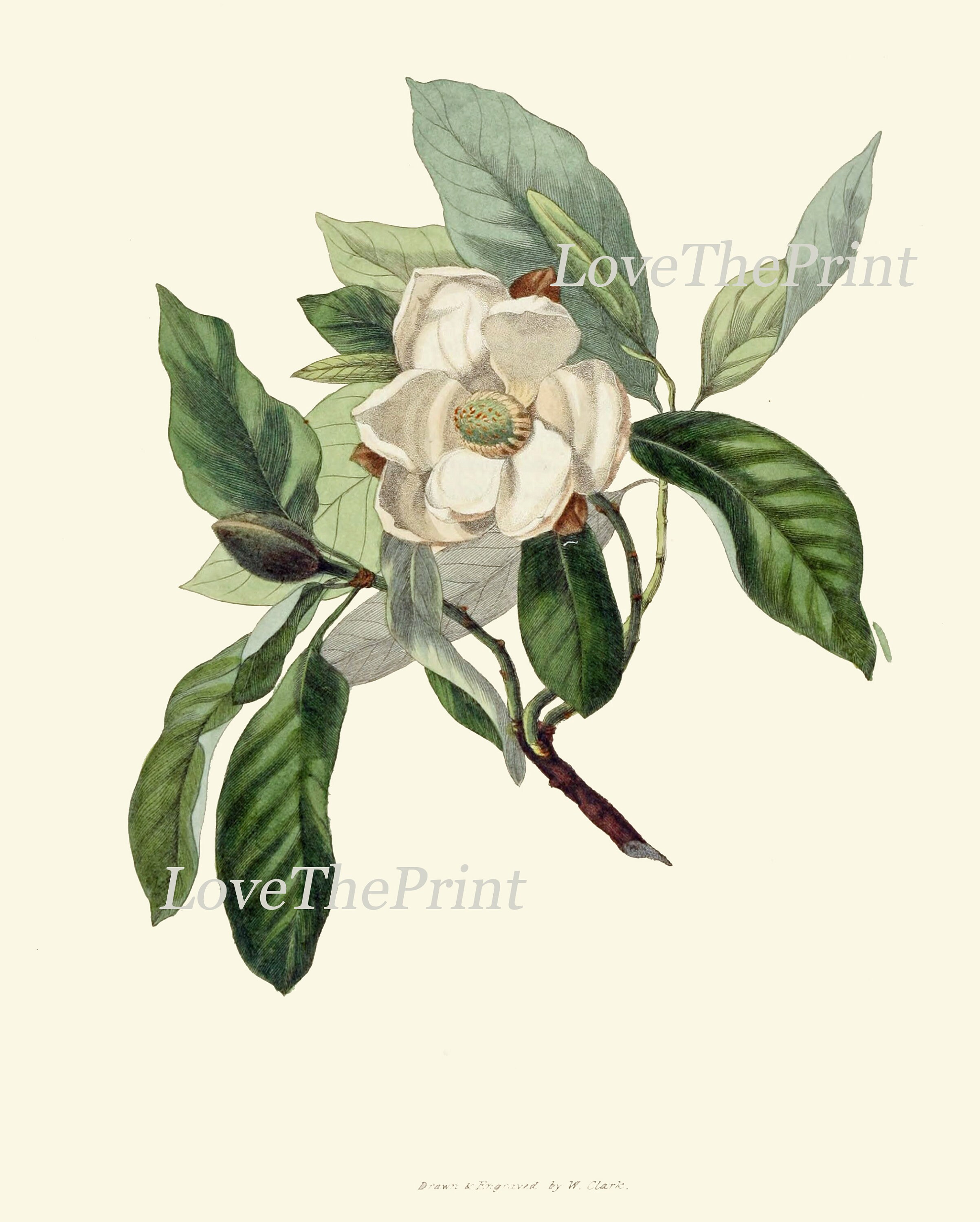 White Magnolia Botanical Prints Wall Decor Art Set of 6 Beautiful ...